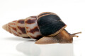 Limicolaria flammea Nigeria dark stripes adult